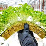 Rockwool Tanaman, Media Tanam Hidroponik – rockwool hydroponics media