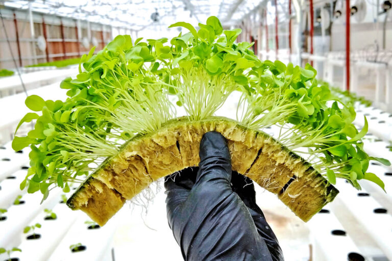 Rockwool Tanaman, Media Tanam Hidroponik - rockwool hydroponics media